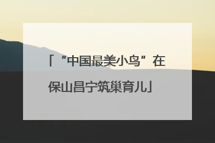 “中国最美小鸟”在保山昌宁筑巢育儿
