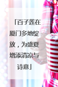百子莲在厦门多地绽放，为盛夏增添清凉与诗意