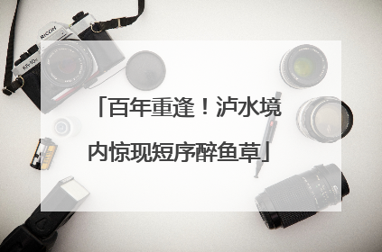 百年重逢！泸水境内惊现短序醉鱼草