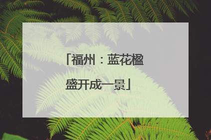 福州：蓝花楹盛开成一景