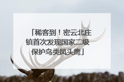 稀客到！密云北庄镇首次发现国家二级保护鸟类凤头鹰