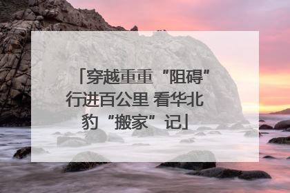穿越重重“阻碍”行进百公里 看华北豹“搬家”记