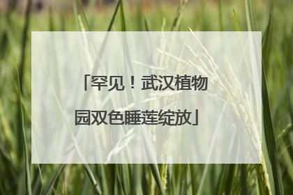 罕见！武汉植物园双色睡莲绽放