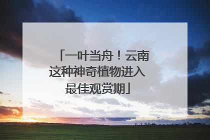 一叶当舟！云南这种神奇植物进入最佳观赏期