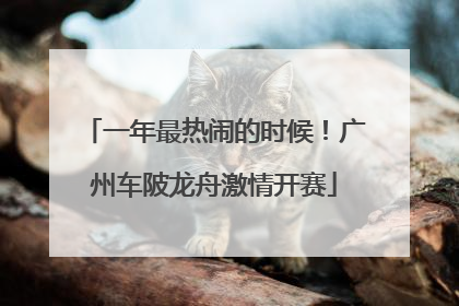 一年最热闹的时候！广州车陂龙舟激情开赛
