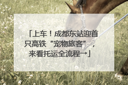 上车！成都东站迎首只高铁“宠物旅客”，来看托运全流程→