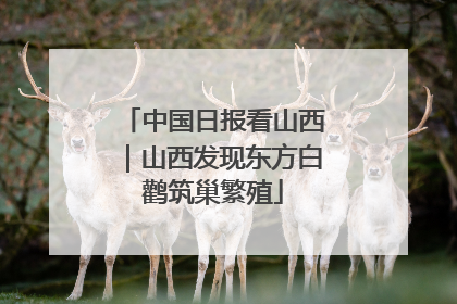 中国日报看山西｜山西发现东方白鹳筑巢繁殖