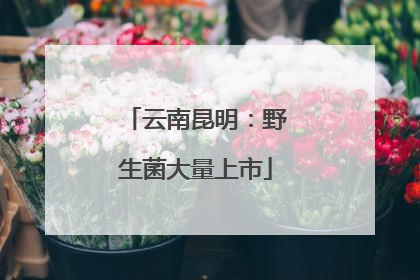云南昆明：野生菌大量上市