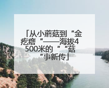 从小蘑菇到“金疙瘩“——海拔4500米的““菇“事新传