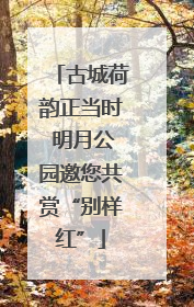 古城荷韵正当时 明月公园邀您共赏“别样红”