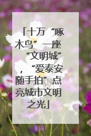 十万“啄木鸟”一座“文明城”，“爱泰安随手拍”点亮城市文明之光
