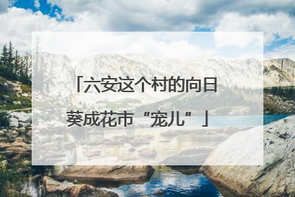 六安这个村的向日葵成花市“宠儿”