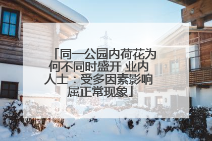 同一公园内荷花为何不同时盛开 业内人士：受多因素影响 属正常现象