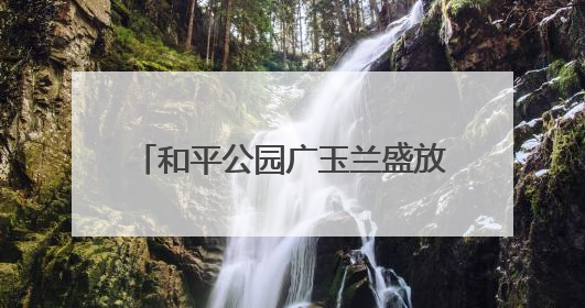 和平公园广玉兰盛放，江城夏日添雅韵