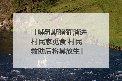 哺乳期猪獾溜进村民家觅食 村民救助后将其放生