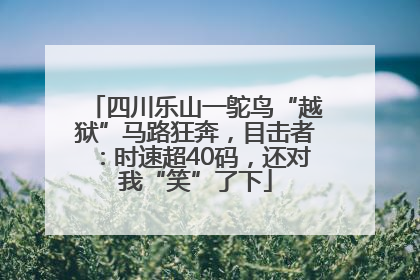 四川乐山一鸵鸟“越狱”马路狂奔，目击者：时速超40码，还对我“笑”了下