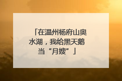在温州杨府山奥水湖，我给黑天鹅当“月嫂”