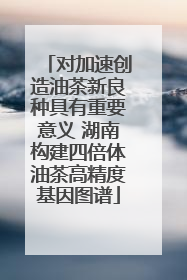 对加速创造油茶新良种具有重要意义 湖南构建四倍体油茶高精度基因图谱