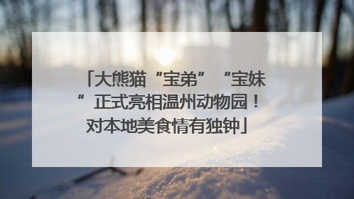 大熊猫“宝弟”“宝妹”正式亮相温州动物园！对本地美食情有独钟