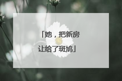 她，把新房让给了斑鸠