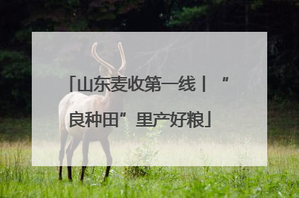 山东麦收第一线丨“良种田”里产好粮