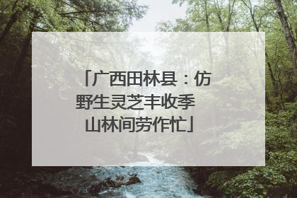 广西田林县：仿野生灵芝丰收季 山林间劳作忙
