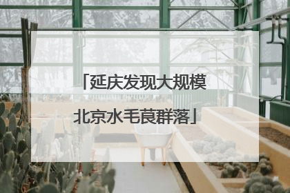 延庆发现大规模北京水毛茛群落