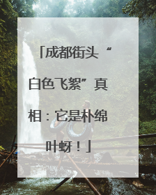 成都街头“白色飞絮”真相：它是朴绵叶蚜！