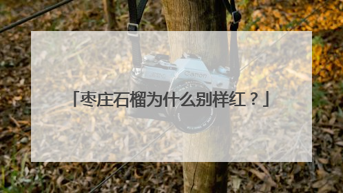 枣庄石榴为什么别样红？