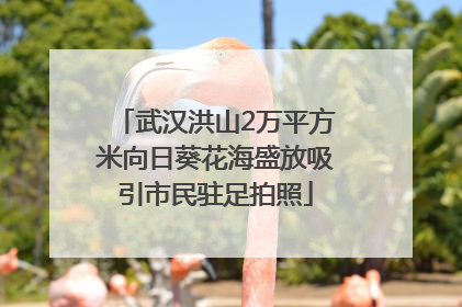 武汉洪山2万平方米向日葵花海盛放吸引市民驻足拍照