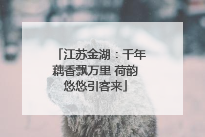 江苏金湖：千年藕香飘万里 荷韵悠悠引客来