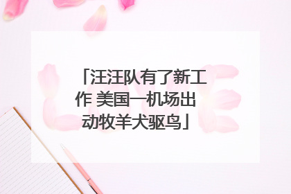 汪汪队有了新工作 美国一机场出动牧羊犬驱鸟