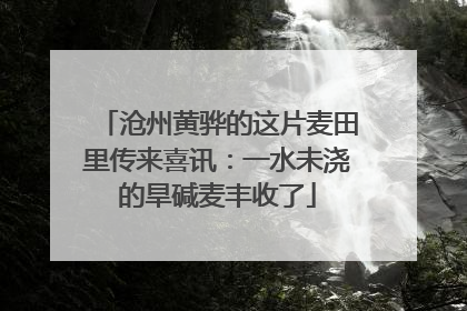 沧州黄骅的这片麦田里传来喜讯：一水未浇的旱碱麦丰收了