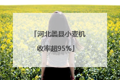 河北蠡县小麦机收率超95%