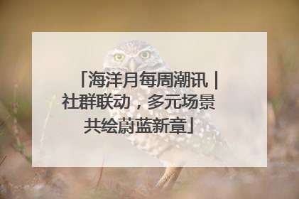海洋月每周潮讯｜社群联动，多元场景共绘蔚蓝新章