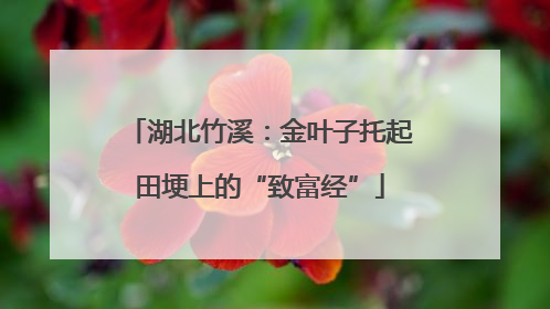 湖北竹溪：金叶子托起田埂上的“致富经”