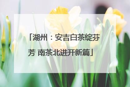 湖州：安吉白茶绽芬芳 南茶北进开新篇