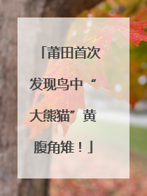 莆田首次发现鸟中“大熊猫”黄腹角雉！