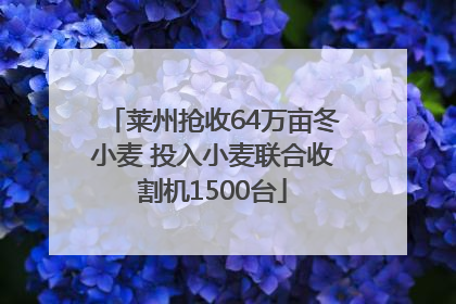 莱州抢收64万亩冬小麦 投入小麦联合收割机1500台