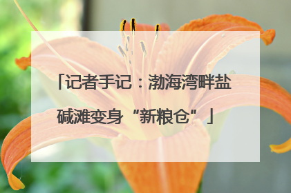 记者手记：渤海湾畔盐碱滩变身“新粮仓”