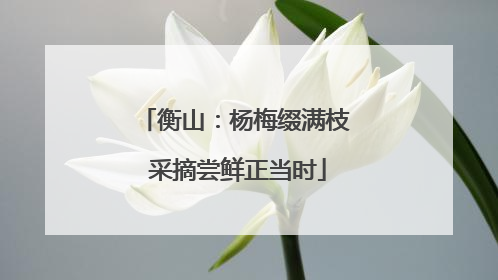 衡山：杨梅缀满枝 采摘尝鲜正当时