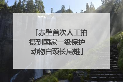 赤壁首次人工拍摄到国家一级保护动物白颈长尾雉