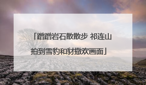 蹭蹭岩石散散步 祁连山拍到雪豹和豺撒欢画面