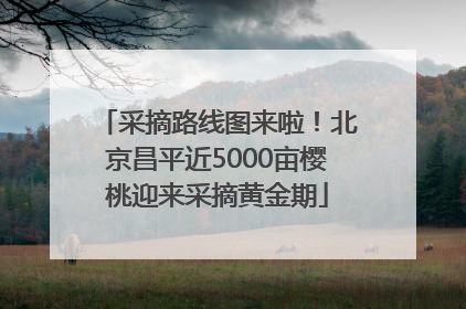 采摘路线图来啦！北京昌平近5000亩樱桃迎来采摘黄金期