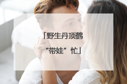 野生丹顶鹤“带娃”忙
