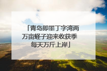 青岛即墨丁字湾两万亩蛏子迎来收获季 每天万斤上岸