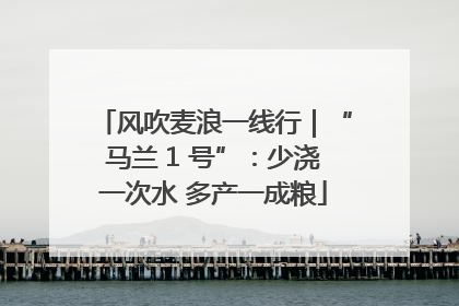 风吹麦浪一线行｜“马兰 1 号”：少浇一次水 多产一成粮