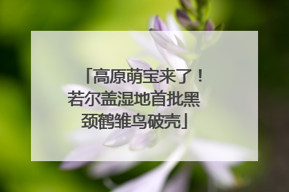 高原萌宝来了！若尔盖湿地首批黑颈鹤雏鸟破壳