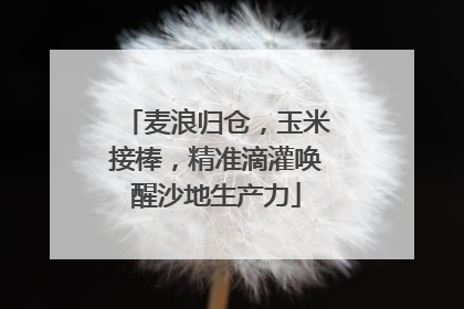 麦浪归仓，玉米接棒，精准滴灌唤醒沙地生产力